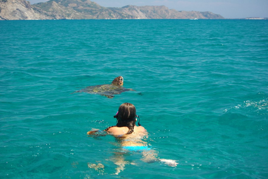  Kornjače CarettaCaretta 